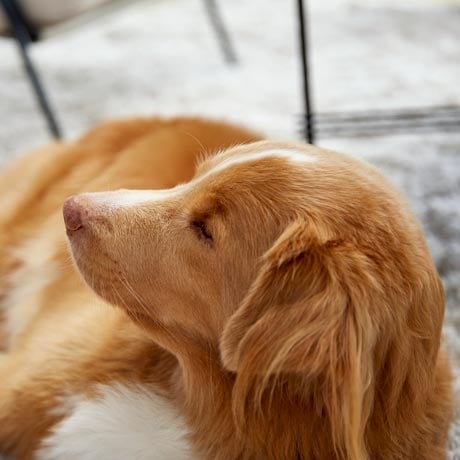 Groom your furry friends