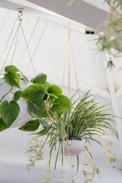 Ro Co ceiling plants