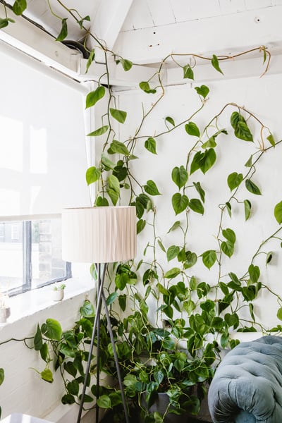 A gorgeous plant creeping up a wall